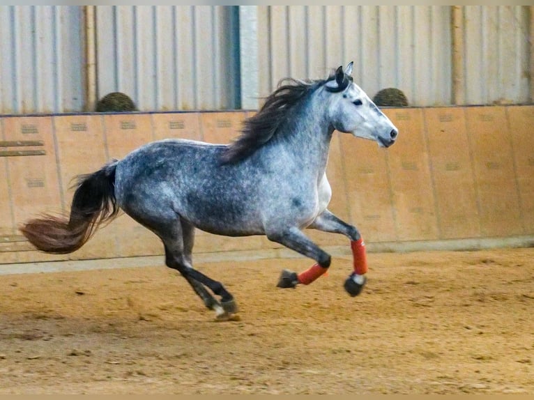 Andalou Jument 4 Ans 155 cm Gris pommelé in Neustadt (Wied)