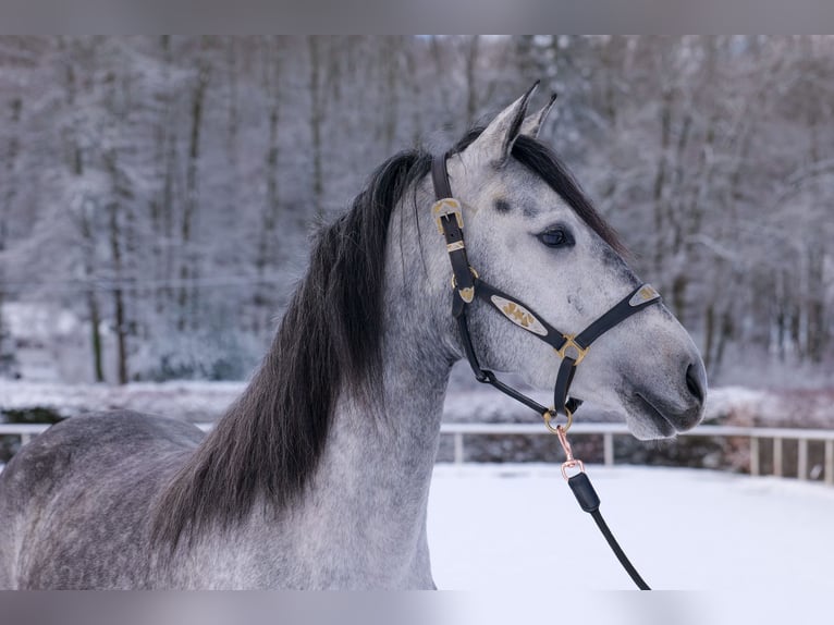 Andalou Jument 4 Ans 155 cm Gris pommelé in Neustadt (Wied)