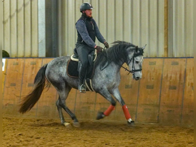 Andalou Jument 4 Ans 155 cm Gris pommelé in Neustadt (Wied)