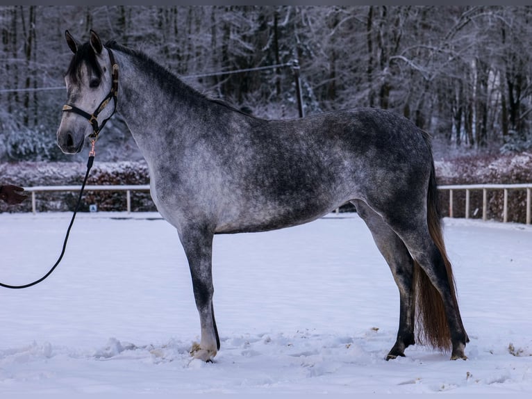 Andalou Jument 4 Ans 155 cm Gris pommelé in Neustadt (Wied)