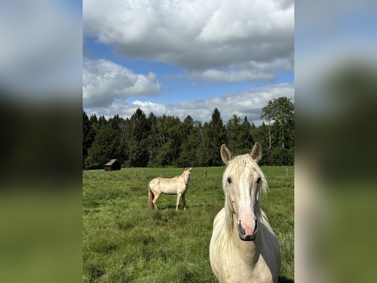 Andalou Jument 4 Ans 155 cm Palomino in Steingaden