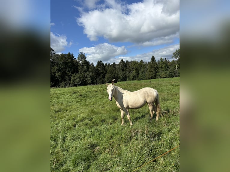 Andalou Jument 4 Ans 155 cm Palomino in Steingaden