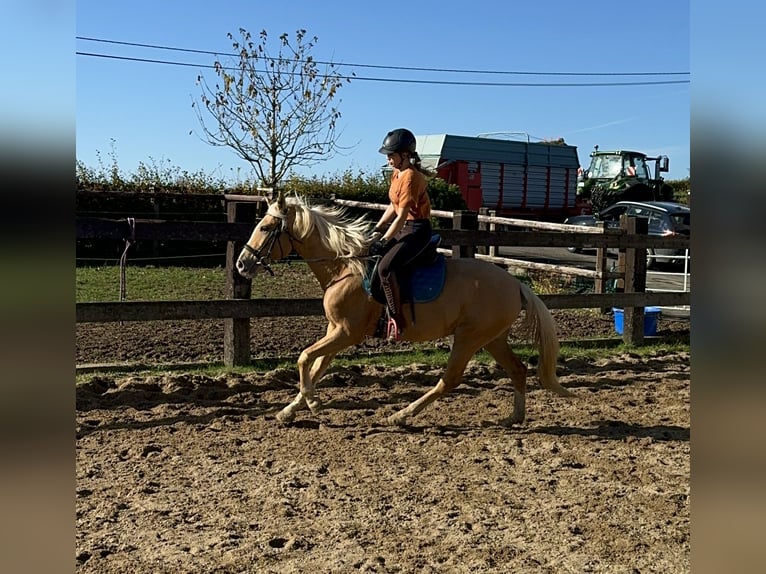 Andalou Jument 4 Ans 155 cm Palomino in Daleiden