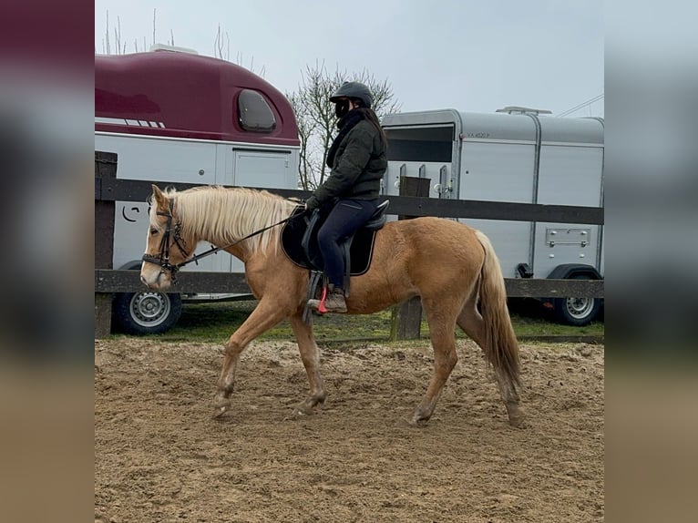 Andalou Jument 4 Ans 155 cm Palomino in Daleiden