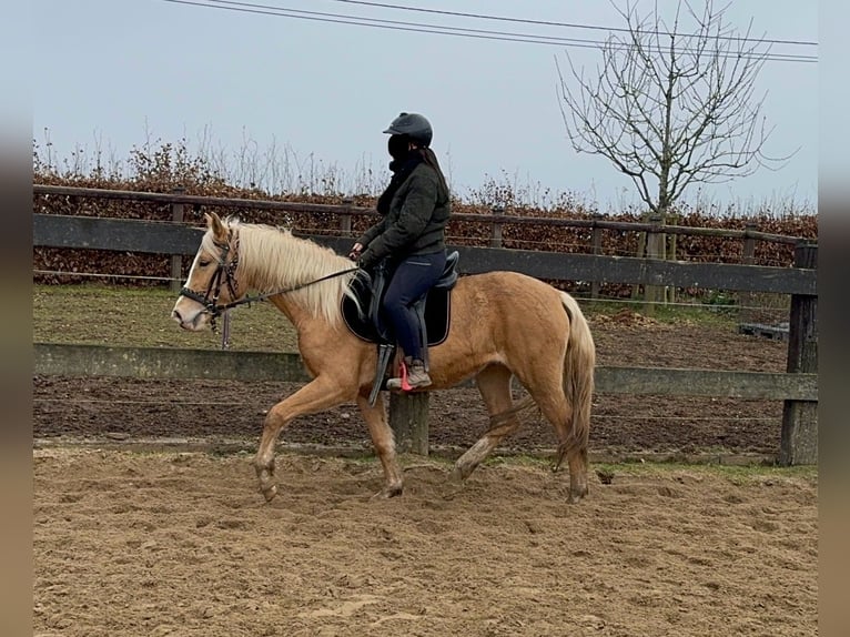 Andalou Jument 4 Ans 155 cm Palomino in Daleiden