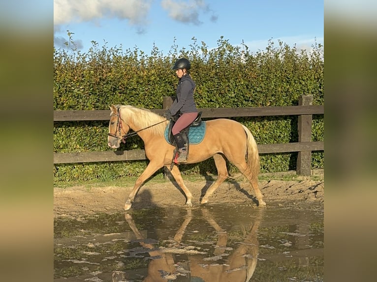 Andalou Jument 4 Ans 155 cm Palomino in Daleiden