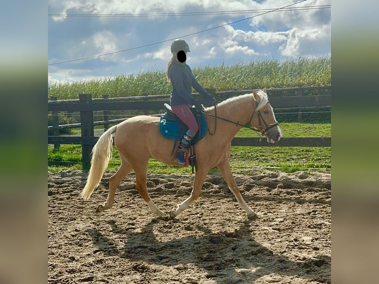 Andalou Jument 4 Ans 155 cm Palomino in Daleiden