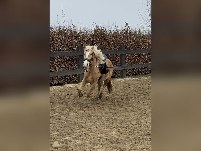 Andalou Jument 4 Ans 155 cm Palomino in Daleiden