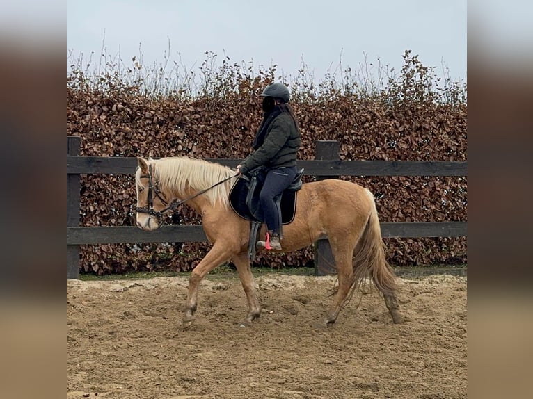 Andalou Jument 4 Ans 155 cm Palomino in Daleiden