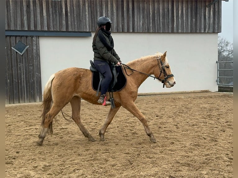 Andalou Jument 4 Ans 155 cm Palomino in Daleiden