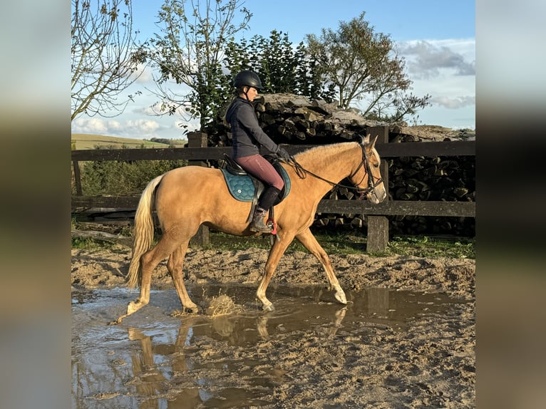 Andalou Jument 4 Ans 155 cm Palomino in Daleiden