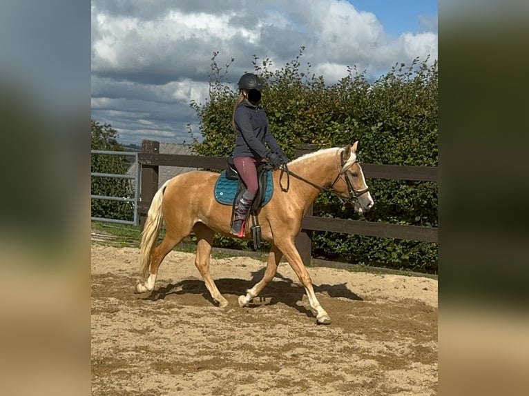 Andalou Jument 4 Ans 155 cm Palomino in Daleiden