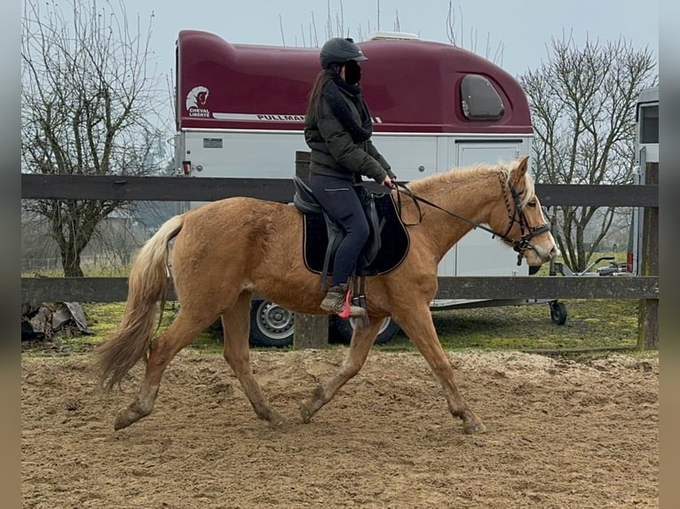 Andalou Jument 4 Ans 155 cm Palomino in Daleiden