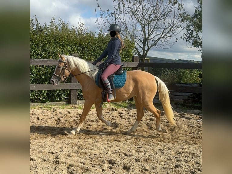 Andalou Jument 4 Ans 155 cm Palomino in Daleiden