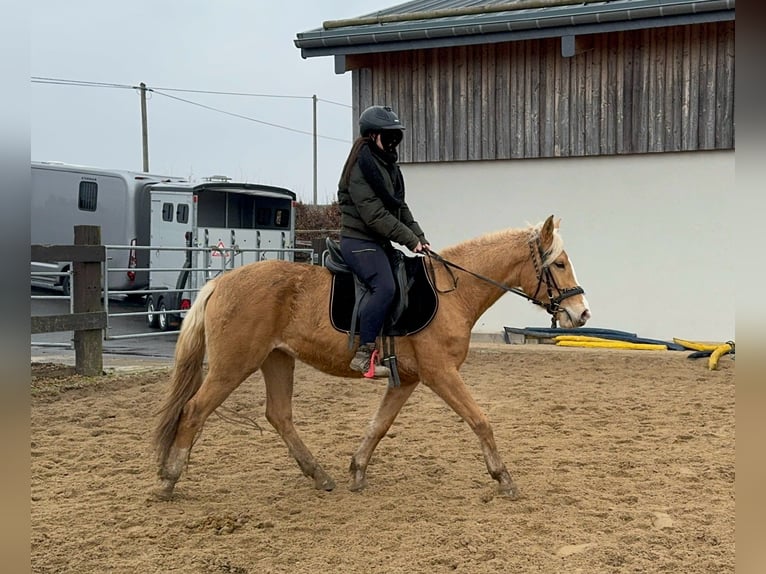 Andalou Jument 4 Ans 155 cm Palomino in Daleiden