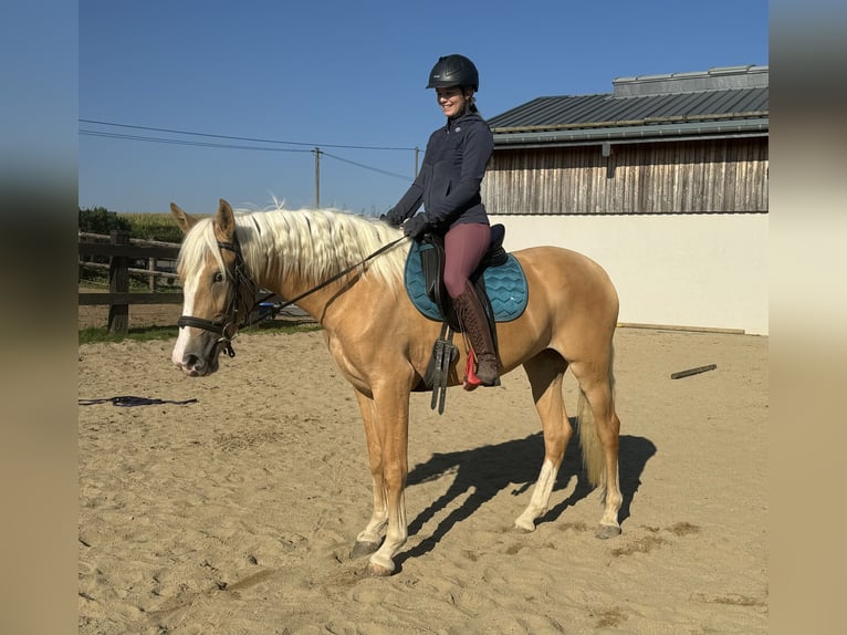 Andalou Jument 4 Ans 155 cm Palomino in Daleiden