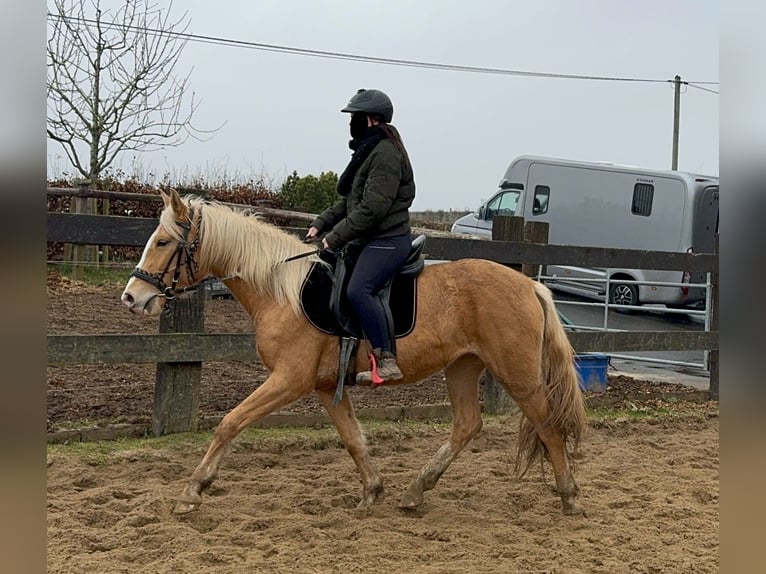 Andalou Jument 4 Ans 155 cm Palomino in Daleiden