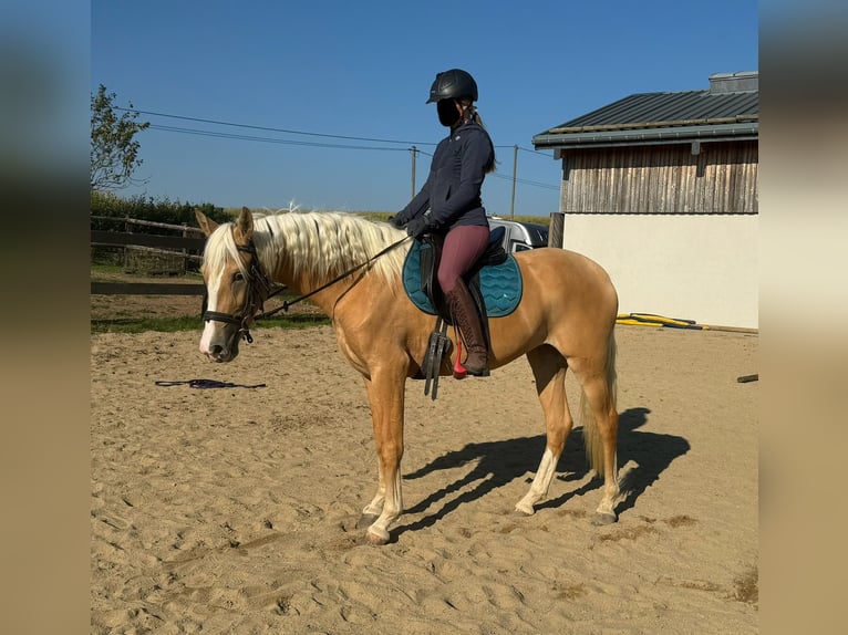 Andalou Jument 4 Ans 155 cm Palomino in Daleiden