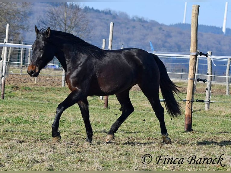 Andalou Jument 4 Ans 156 cm Bai brun foncé in Wiebelsheim