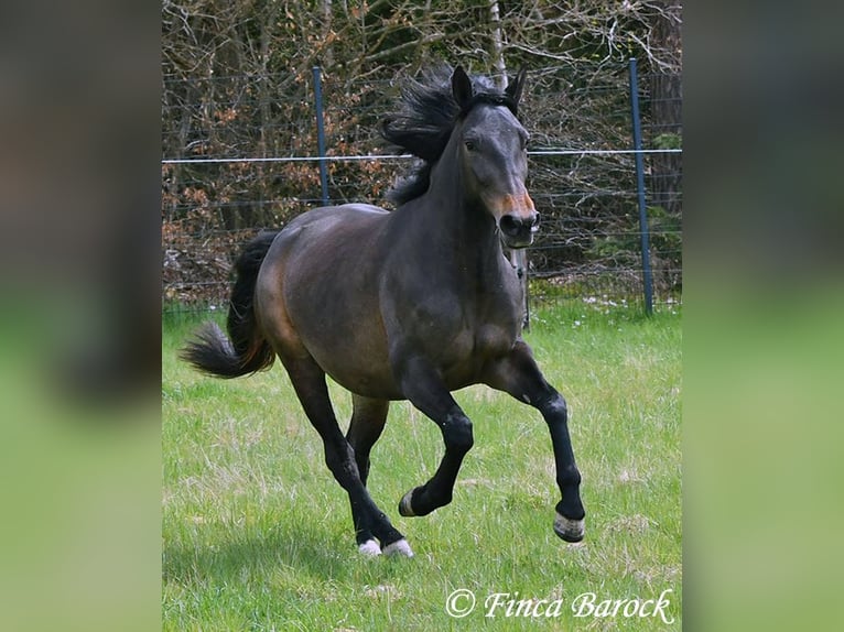 Andalou Jument 4 Ans 156 cm Bai brun foncé in Wiebelsheim