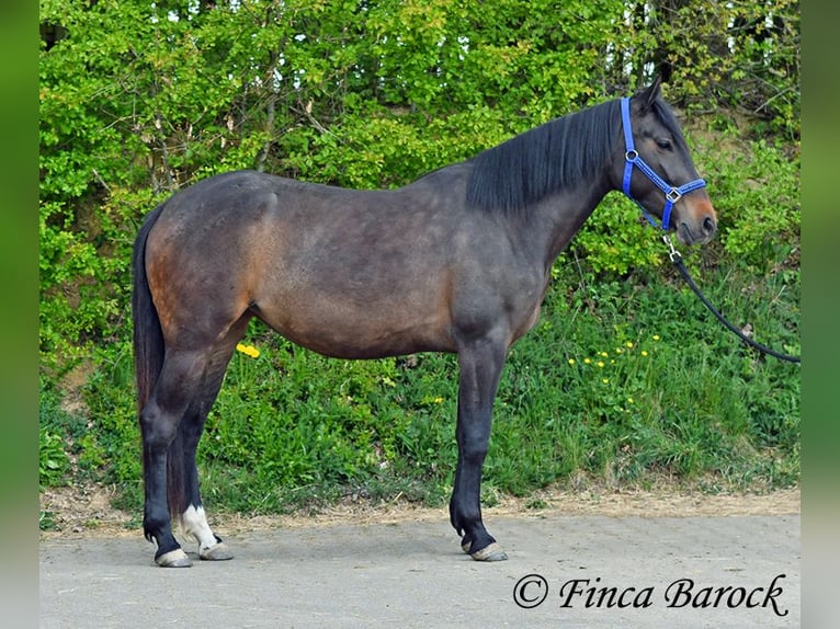 Andalou Jument 4 Ans 156 cm Bai brun foncé in Wiebelsheim