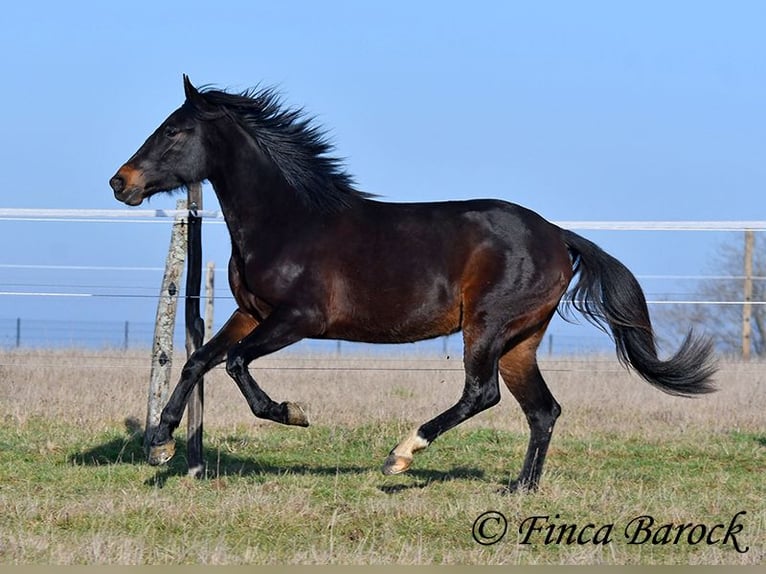 Andalou Jument 4 Ans 156 cm Bai brun foncé in Wiebelsheim