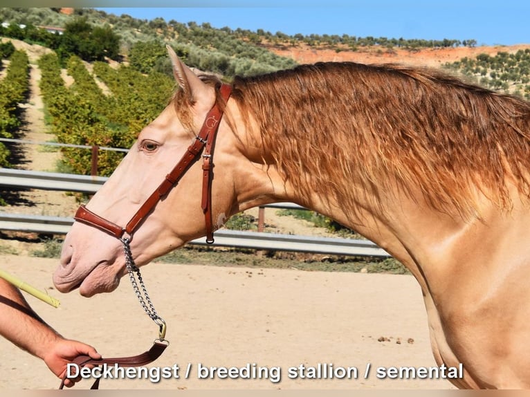 Andalou Jument 4 Ans 156 cm Palomino in Provinz Cordoba