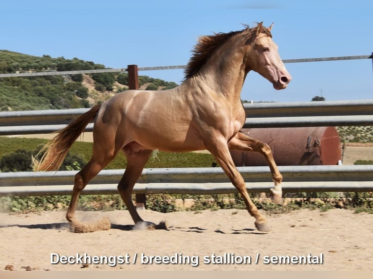 Andalou Jument 4 Ans 156 cm Palomino in Provinz Cordoba