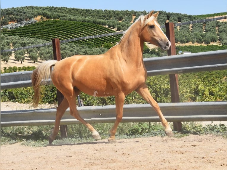 Andalou Jument 4 Ans 156 cm Palomino in Provinz Cordoba