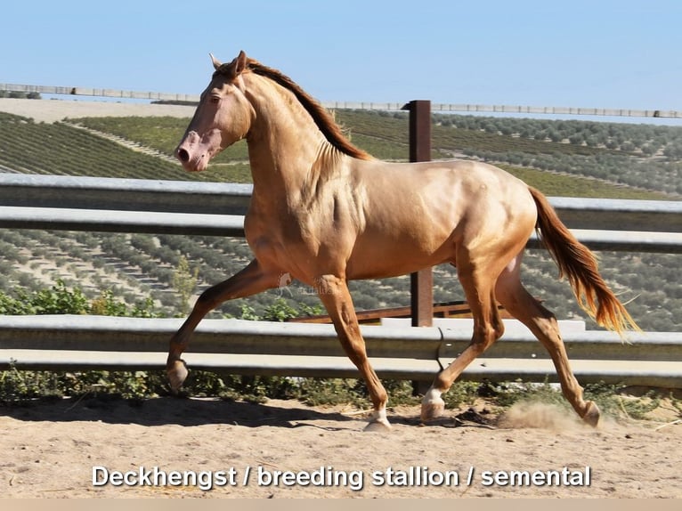 Andalou Jument 4 Ans 156 cm Palomino in Provinz Cordoba