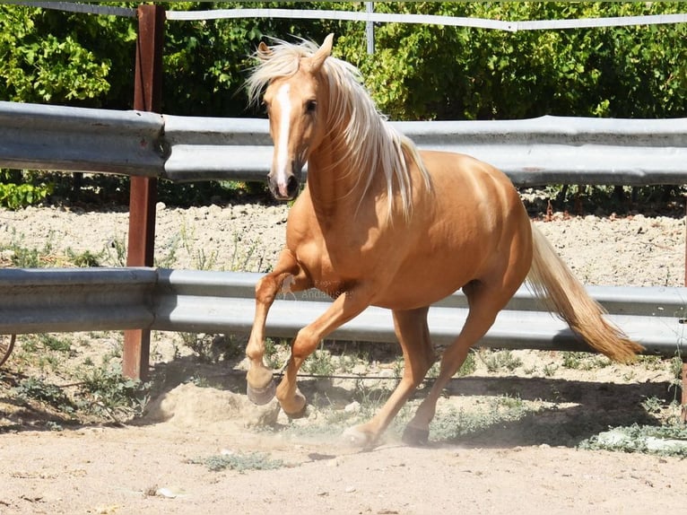 Andalou Jument 4 Ans 156 cm Palomino in Provinz Cordoba