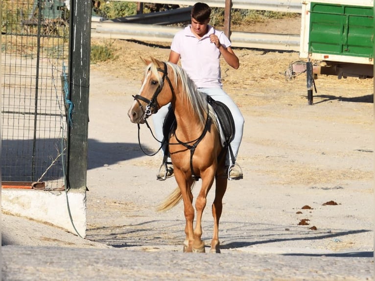 Andalou Jument 4 Ans 156 cm Palomino in Provinz Cordoba