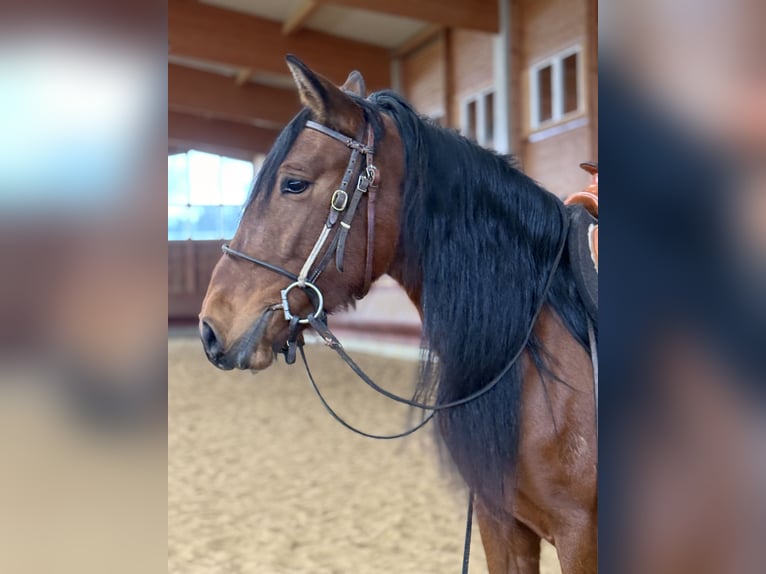 Andalou Jument 4 Ans 157 cm Bai in Achstetten