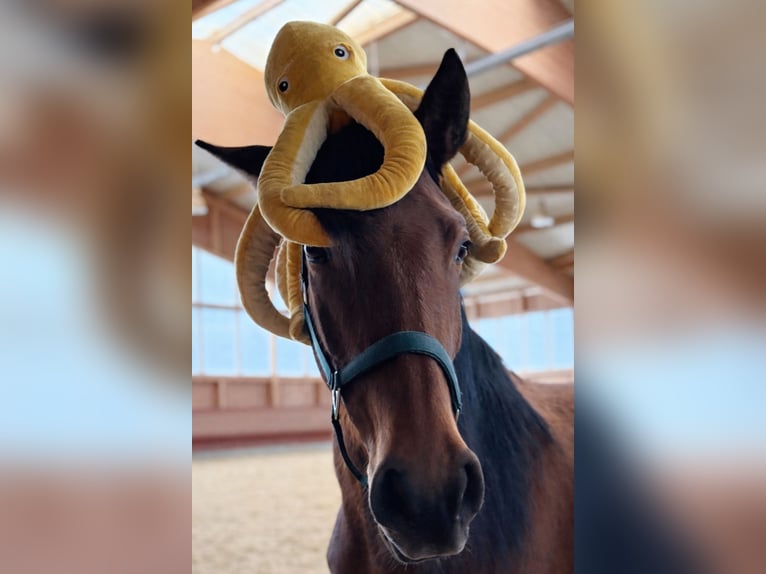 Andalou Jument 4 Ans 157 cm Bai in Achstetten