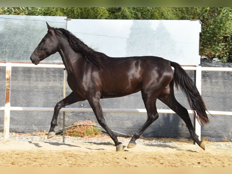 Andalou Jument 4 Ans 157 cm Noir in Provinz Malaga