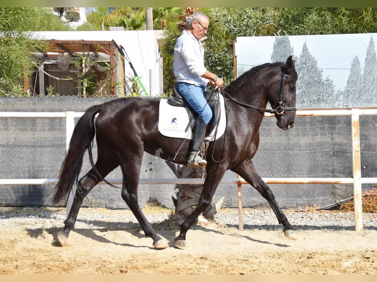Andalou Jument 4 Ans 157 cm Noir in Provinz Malaga