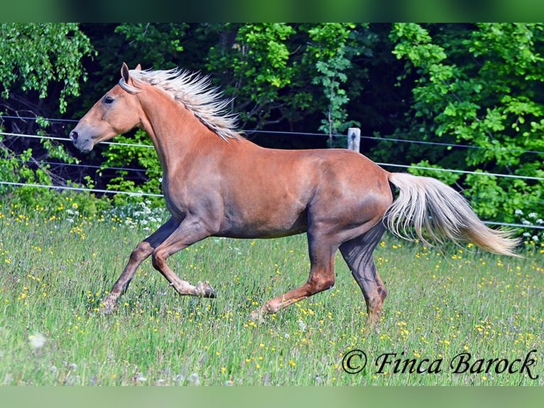 Andalou Jument 4 Ans 157 cm Palomino in Wiebelsheim