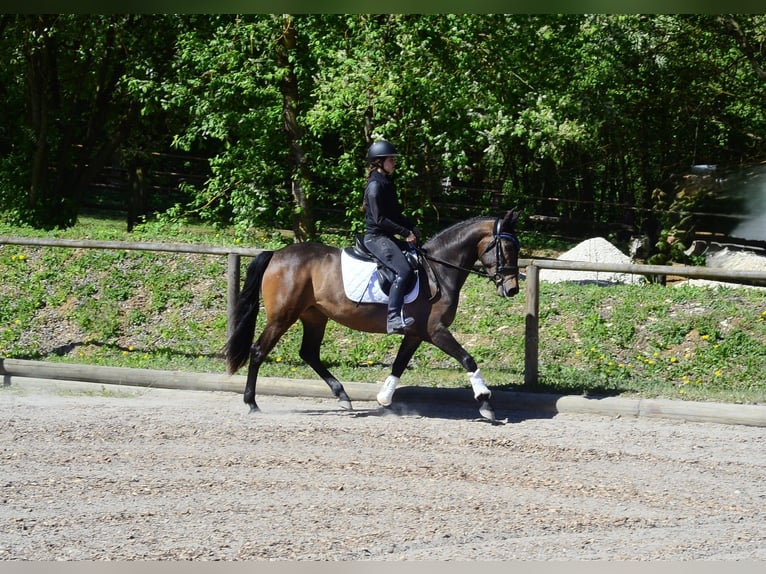Andalou Jument 4 Ans 158 cm Bai brun in Wellheim