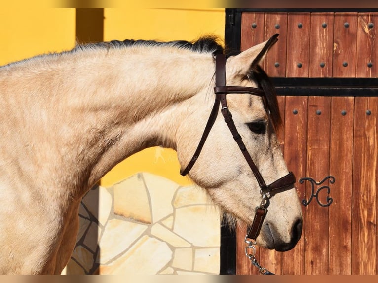 Andalou Jument 4 Ans 158 cm Isabelle in Provinz  Malaga