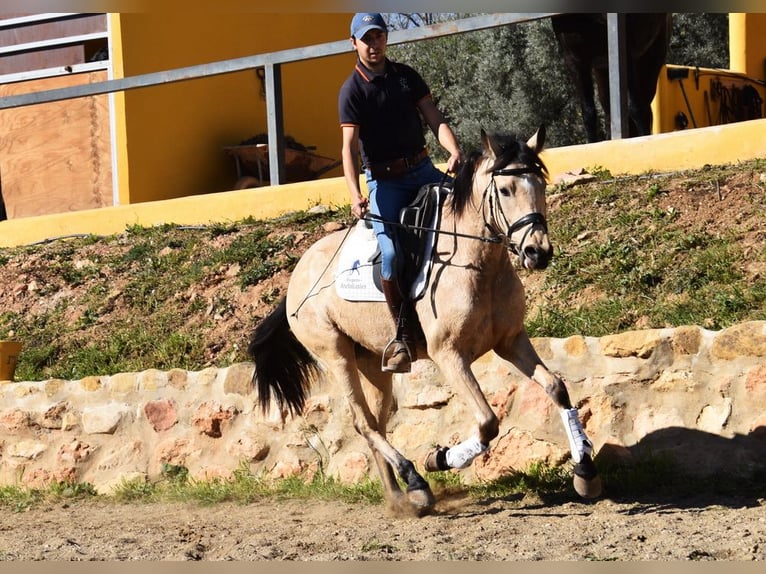 Andalou Jument 4 Ans 158 cm Isabelle in Provinz  Malaga