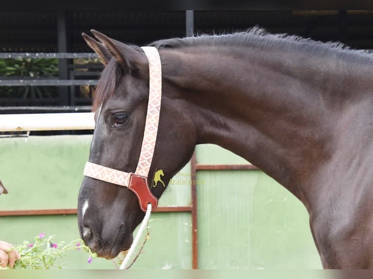 Andalou Jument 4 Ans 158 cm Noir in Provinz Malaga