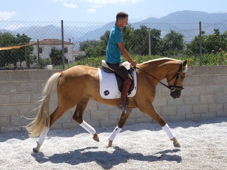 Andalou Croisé Jument 4 Ans 158 cm Palomino in Co&#xED;n, M&#xE1;laga