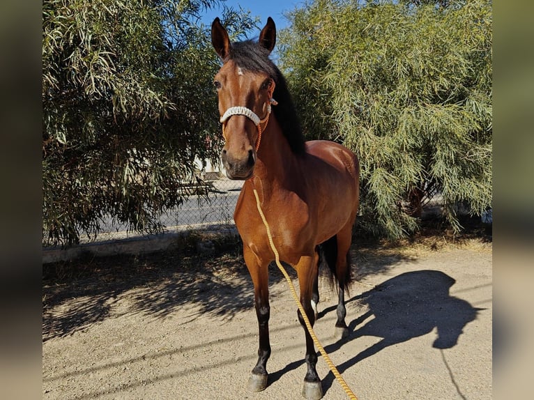 Andalou Jument 4 Ans 159 cm Bai in Tabernas Almeria