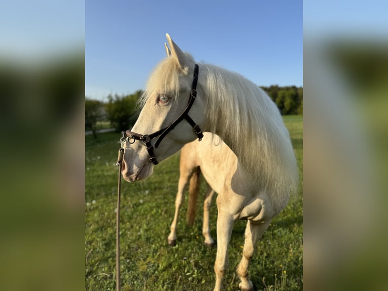 Andalou Jument 4 Ans 159 cm Cremello in Parsberg