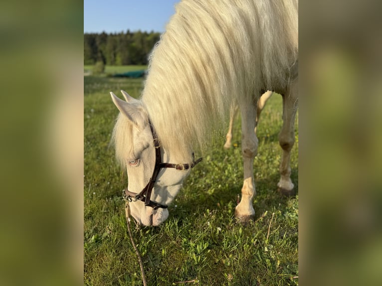 Andalou Jument 4 Ans 159 cm Cremello in Parsberg