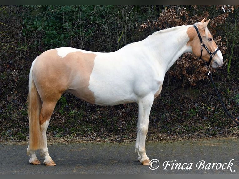 Andalou Croisé Jument 4 Ans 161 cm Pinto in Wiebelsheim