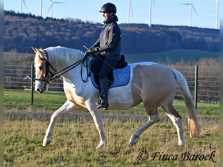 Andalou Croisé Jument 4 Ans 161 cm Pinto in Wiebelsheim