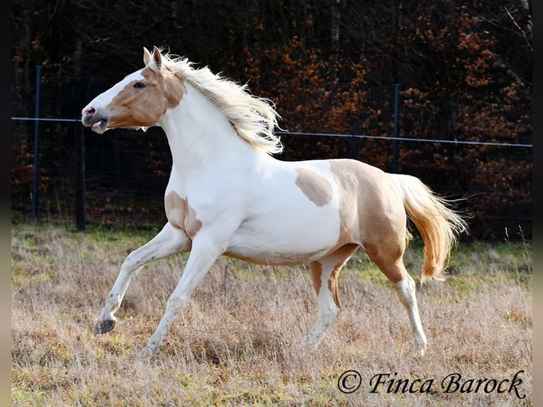 Andalou Croisé Jument 4 Ans 161 cm Pinto in Wiebelsheim