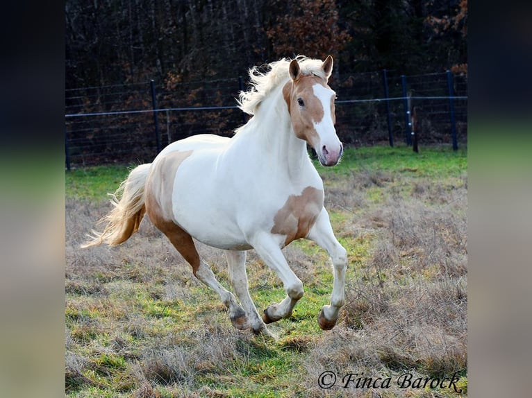 Andalou Croisé Jument 4 Ans 161 cm Pinto in Wiebelsheim