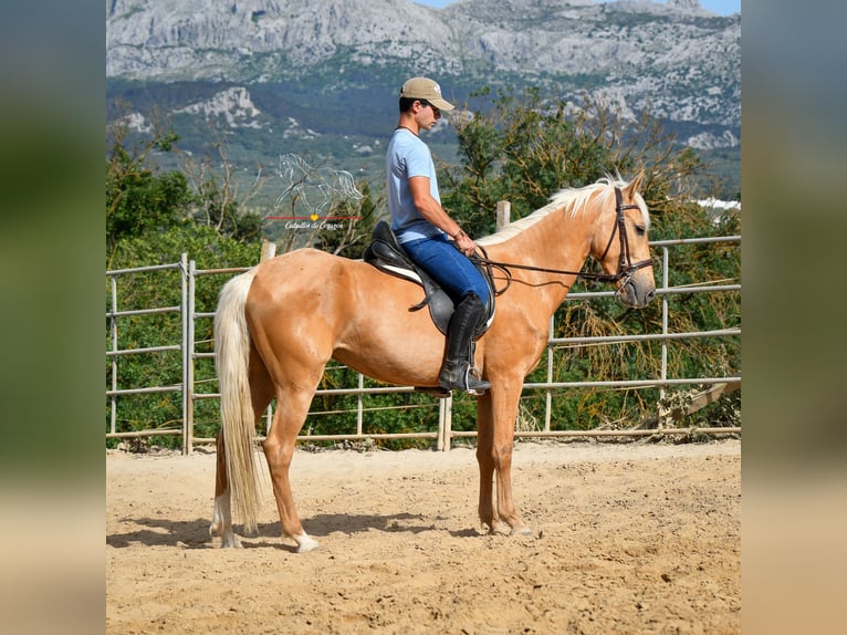 Andalou Jument 4 Ans 163 cm Palomino in Malaga